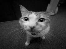 SampleImage